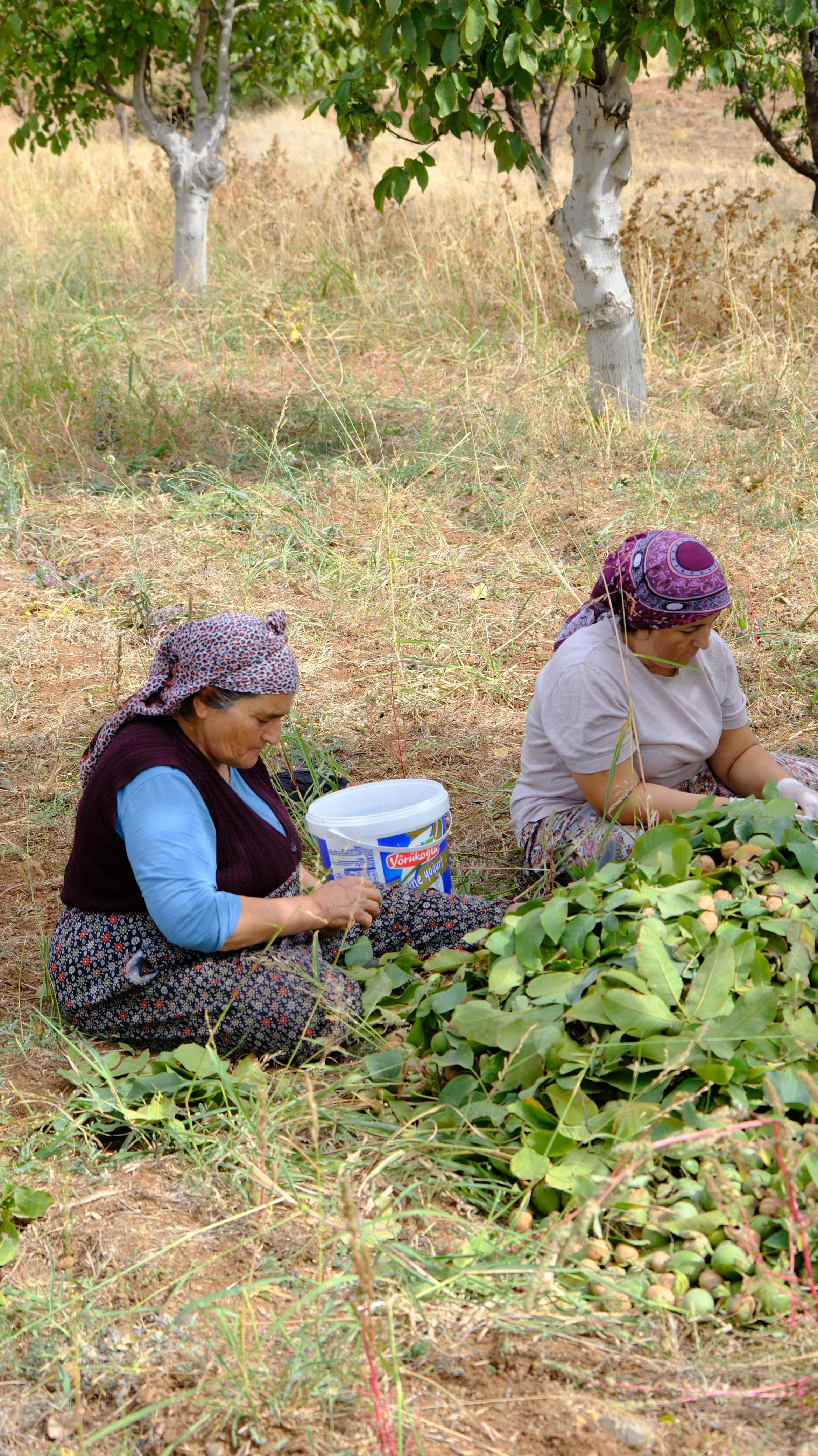 Karmen ceviz bahçesinde hasattan bir an