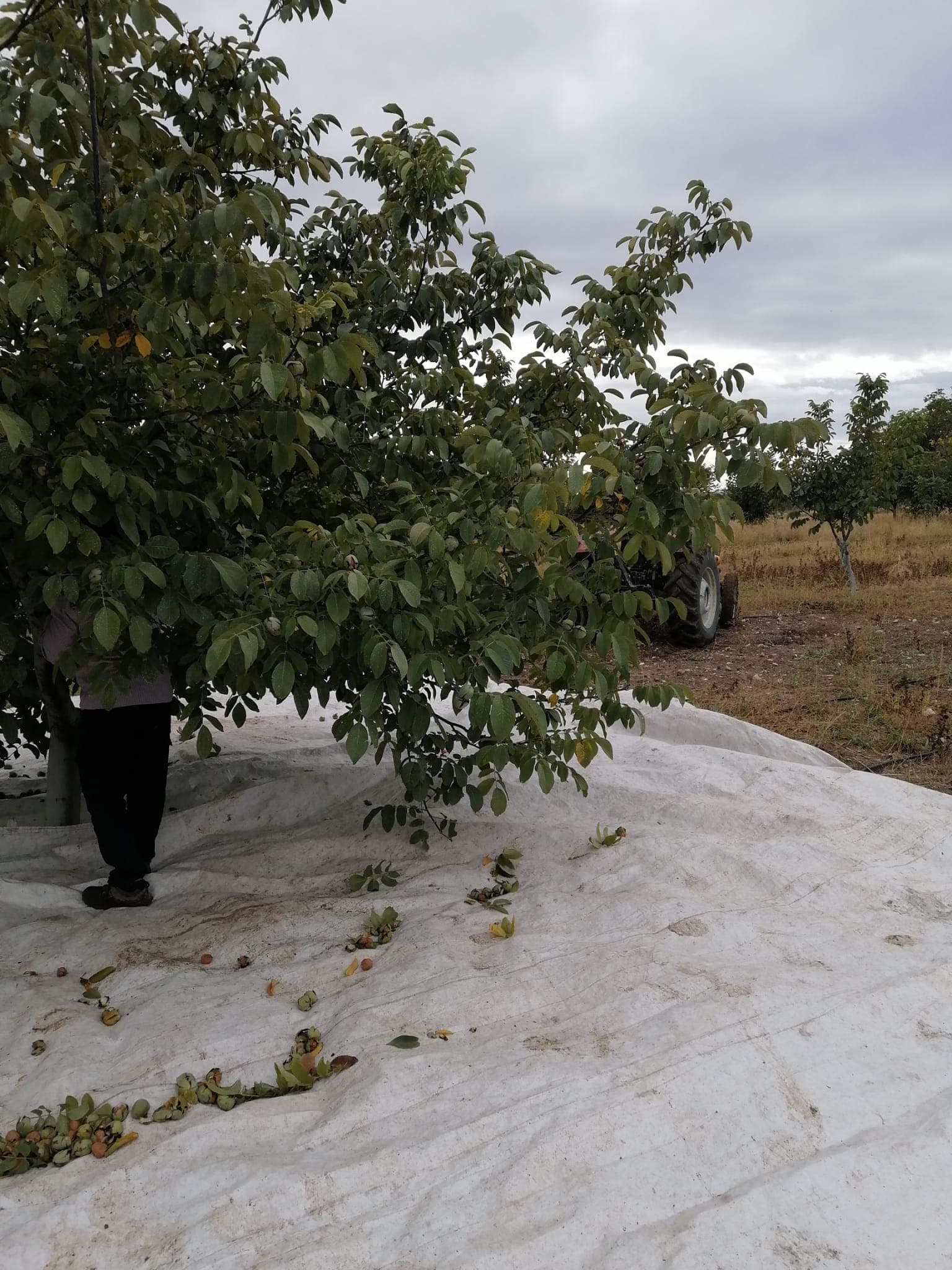 Karmen ceviz bahçesinde hasattan bir an