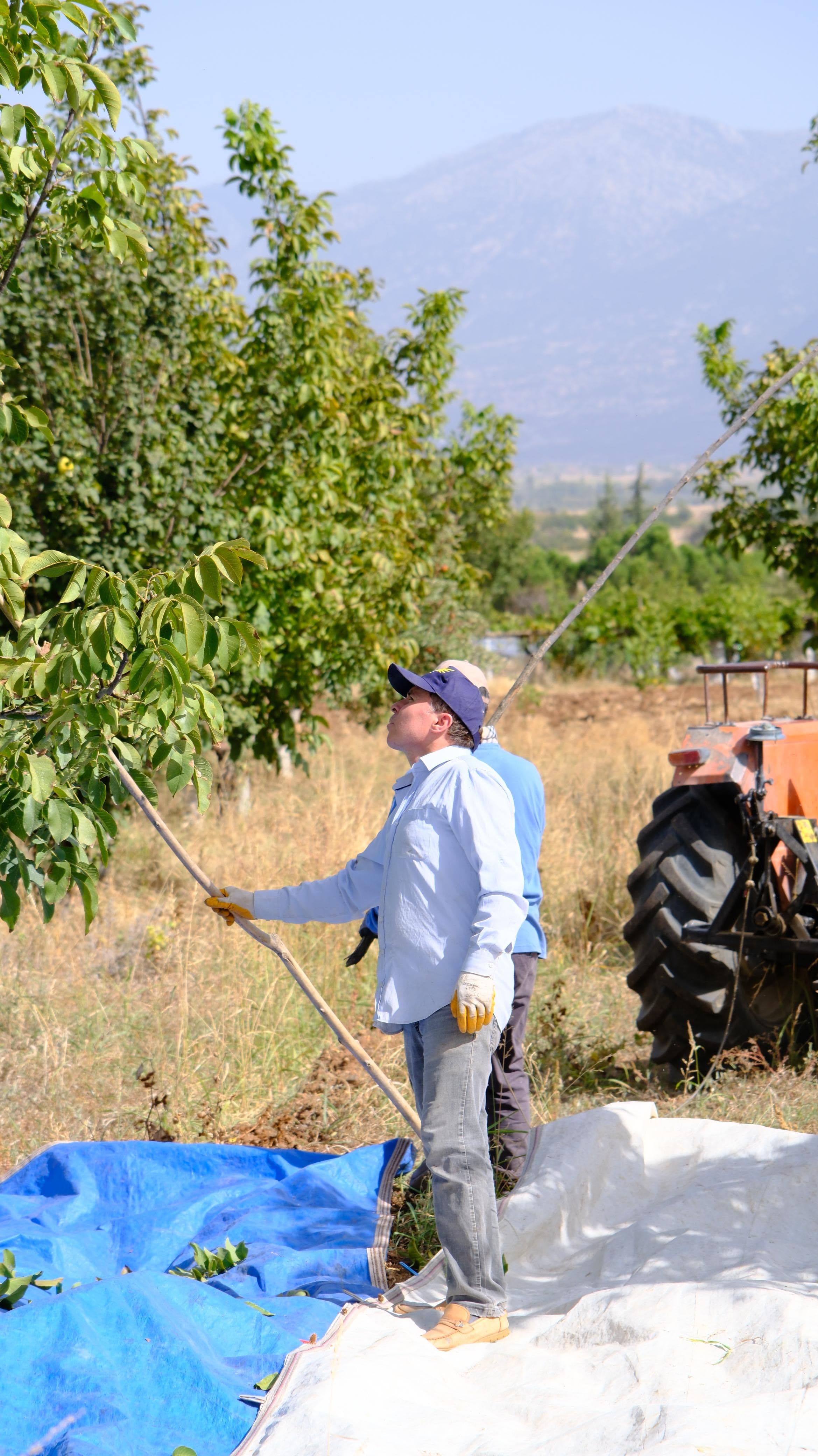Karmen ceviz bahçesinde hasattan bir an