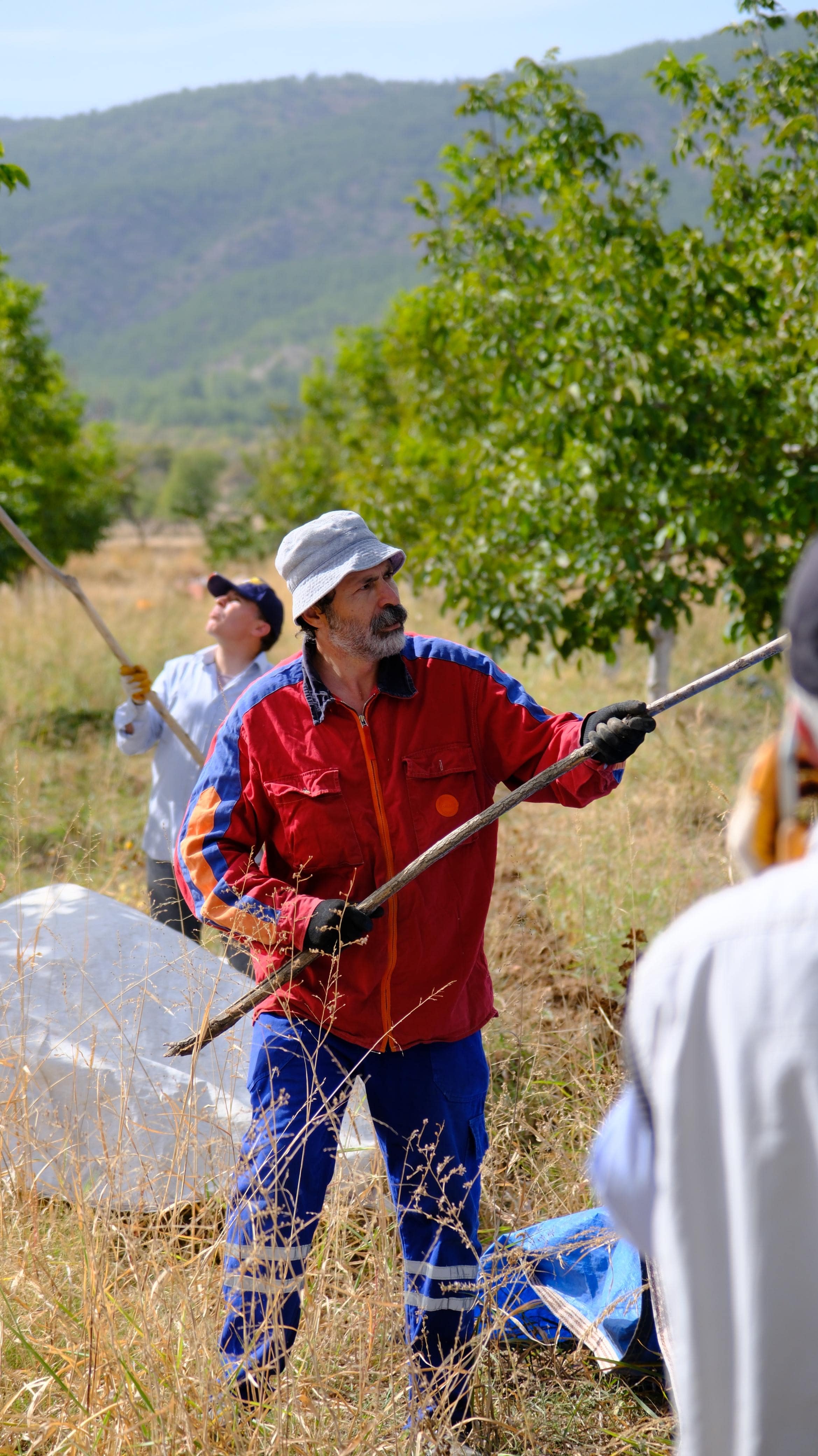 Karmen ceviz bahçesinde hasattan bir an