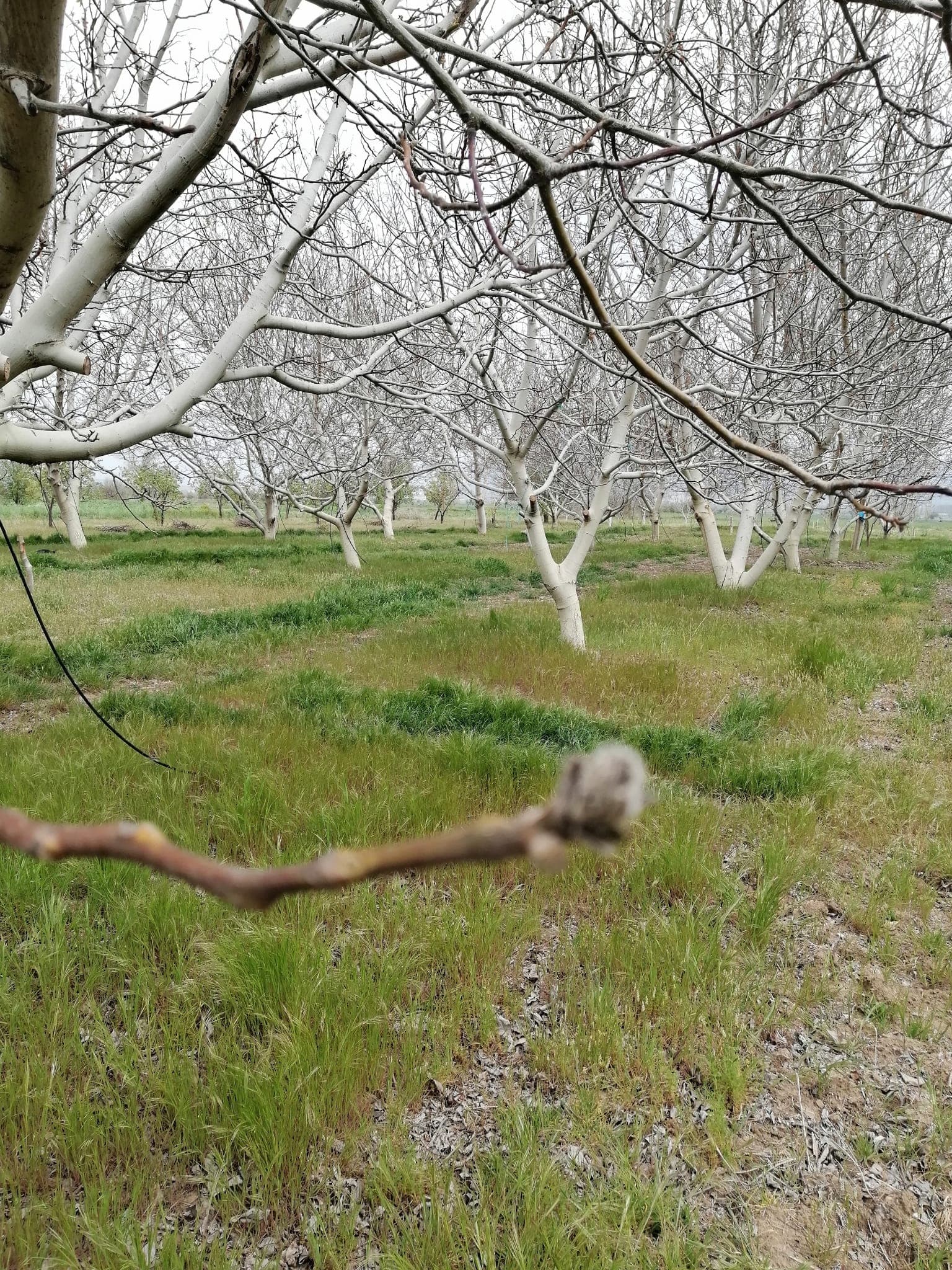 Dedebağ Ovası’ndaki ceviz bahçemizden bir kare