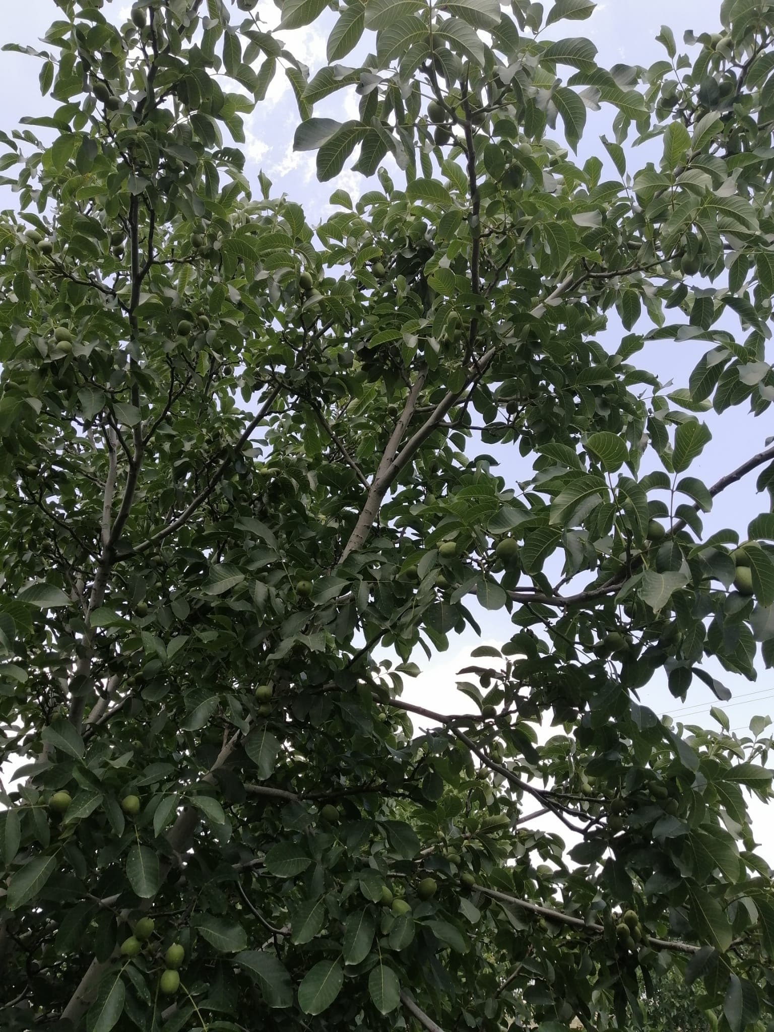Dedebağ Ovası’ndaki ceviz bahçemizden bir kare
