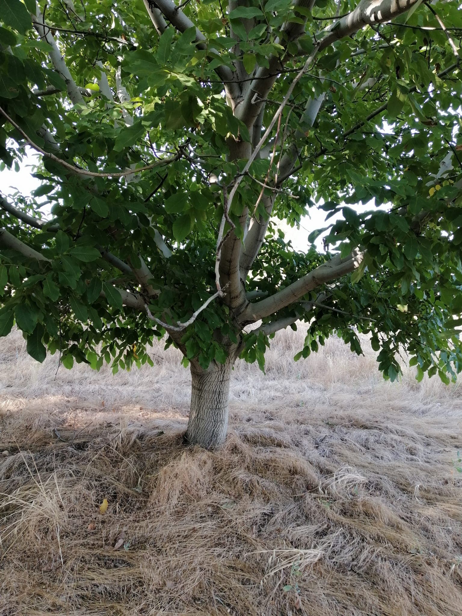 Dedebağ Ovası’ndaki ceviz bahçemizden bir kare