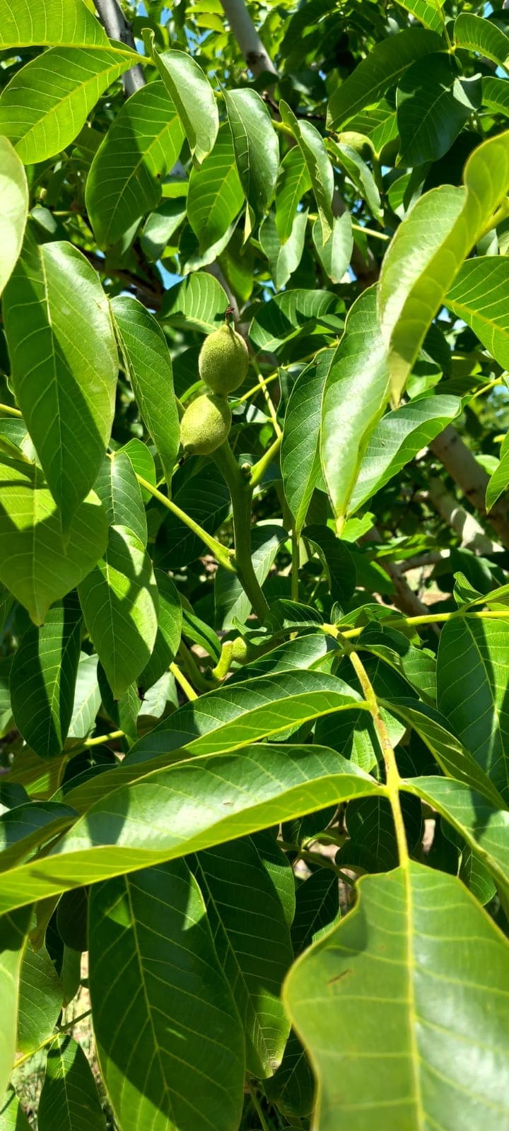 Dedebağ Ovası’ndaki ceviz bahçemizden bir kare